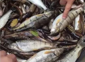 Підходить для будь-якої риби: приманка “Червоний хробак”