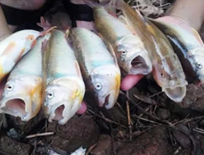 Підходить для будь-якої риби: приманка “Червоний хробак”