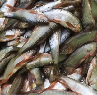 Підходить для будь-якої риби: приманка “Червоний хробак”